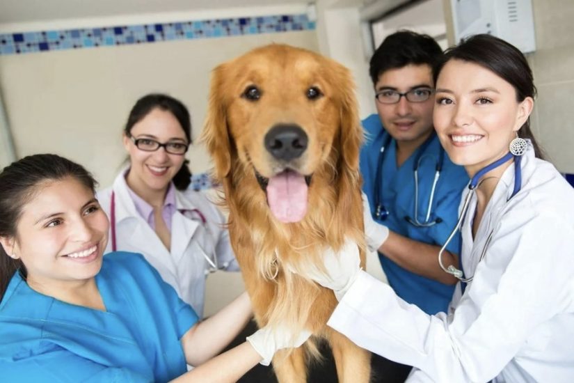 How the UAE Has Emerged as a Global Hub for Veterinary Consumers