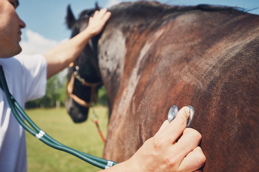 vitamin E and selenium supplements for horses