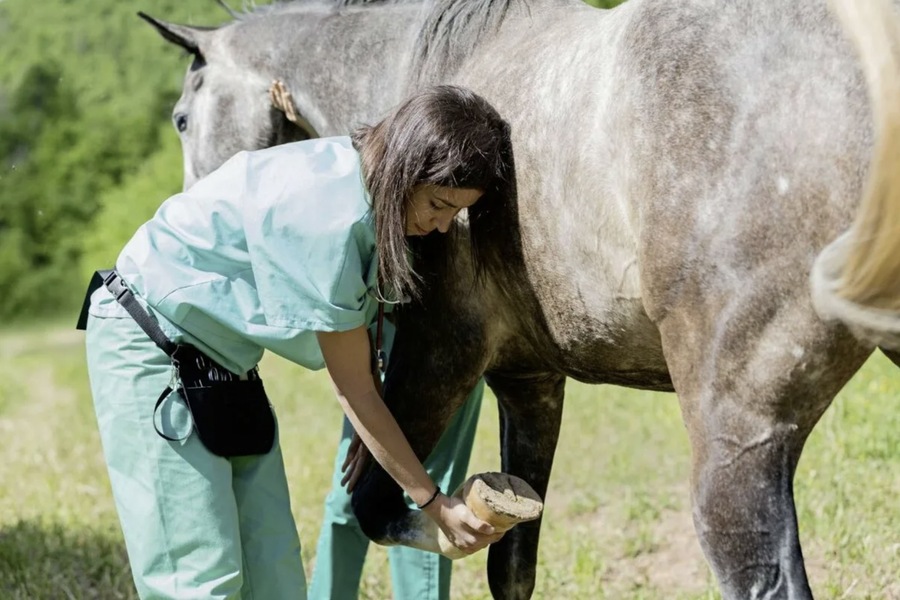 vitamin E and selenium supplements for horses